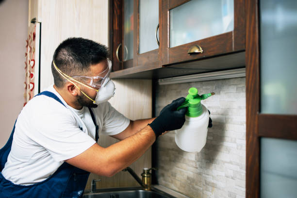 Best Mosquito Control Services  in Brackettville, TX
