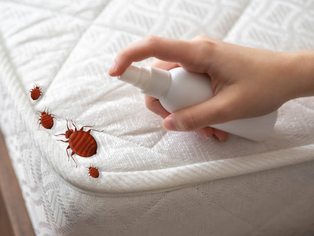 Best Best Pest Control Companies  in Brackettville, TX