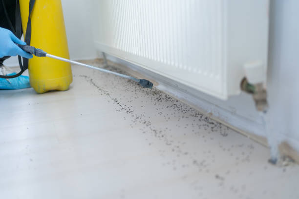 Best Mosquito Control Services  in Brackettville, TX