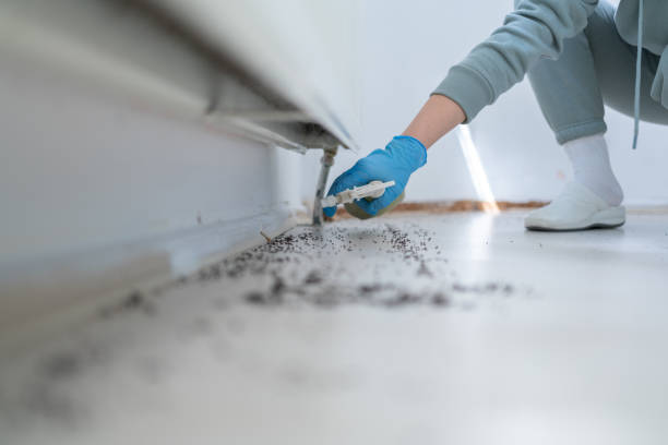 Professional Pest Control in Brackettville, TX